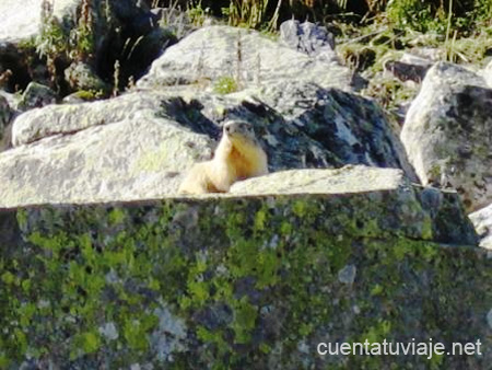 Marmota en la ruta al Ibón de Toro